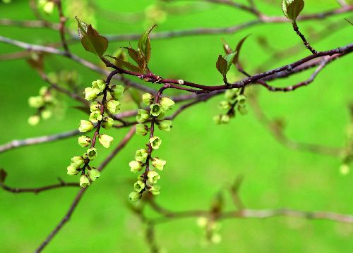 bildreich karten PK 536: perlschweif.