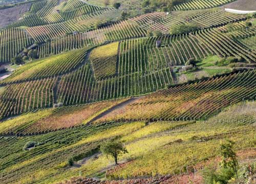 bildreich karten PK 579: vigneto II.