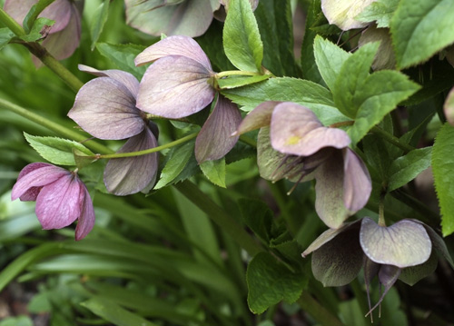 bildreich karten PK 610: zugeneigt.