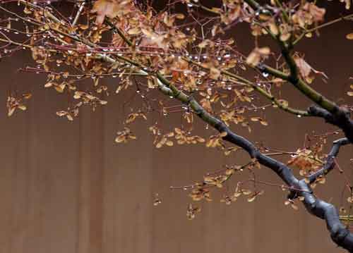 bildreich karten PK 682: nach dem regen.