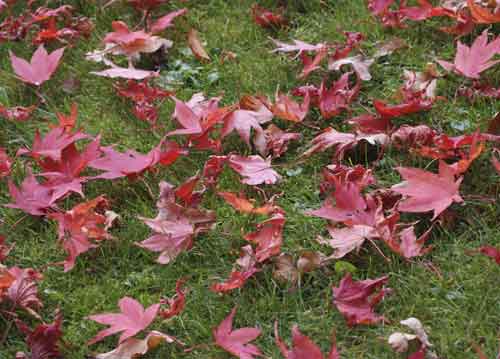 bildreich karten PK 685: adieu rouge.