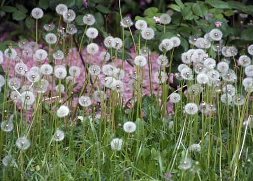 bildreich karten PK 701: zur zeit der kirschbluete.