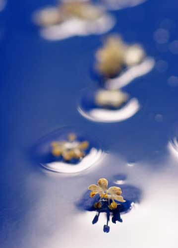 bildreich karten PK 722: nach einem fruehlingsregen.