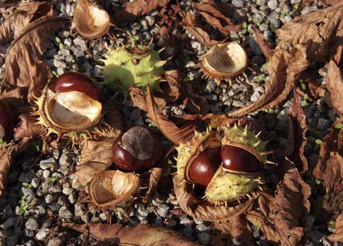 bildreich karten PK 856: kastanienglanz.