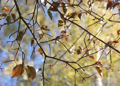 bildreich karten PK 859: herbsthell.