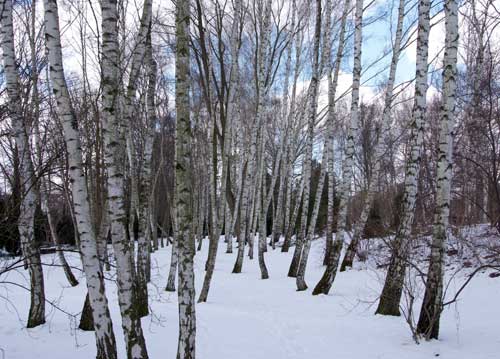 bildreich karten PK 888: birkenwald.