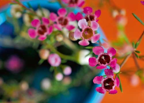 bildreich karten PK 908: fleurs d'odalisque.