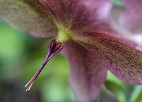 bildreich karten PK 924: schneerose I.