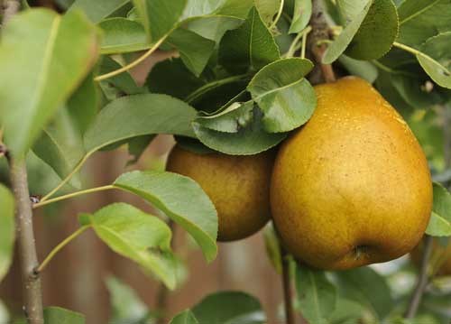 bildreich karten PK 952: goldenes paar.