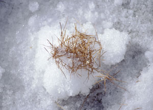 bildreich karten PK 82: lärchennadeln.