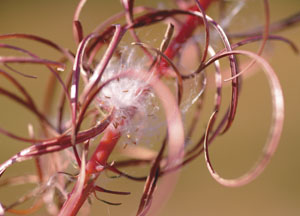 bildreich karten PK 89: lilie I.