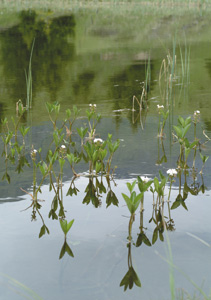 bildreich karten PK 222: