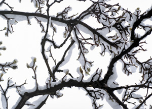 bildreich karten PK 280: magnolienbaum.