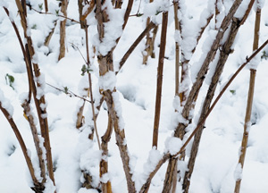 bildreich karten PK 281: eingeschneit.