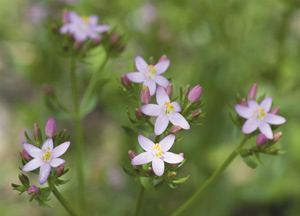 bildreich karten PK 322: centaurum erythraea, tausendgüldenkraut.