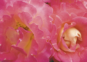 bildreich karten PK 353: strauchrose decor arlequin.