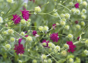 bildreich karten PK 364: im sommerwind.