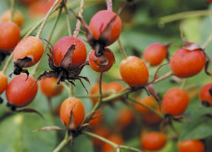 bildreich karten PK 408: fructus cynosbati, hagebutten.