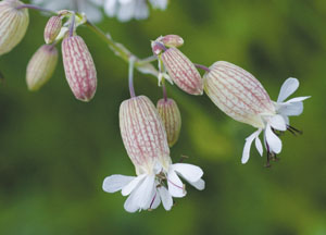 bildreich karten PK 434: silenen.