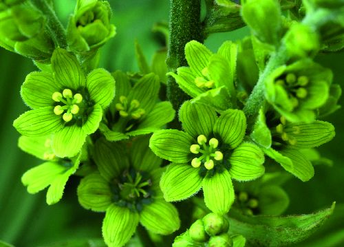 bildreich karten PK 511: veratrum album.