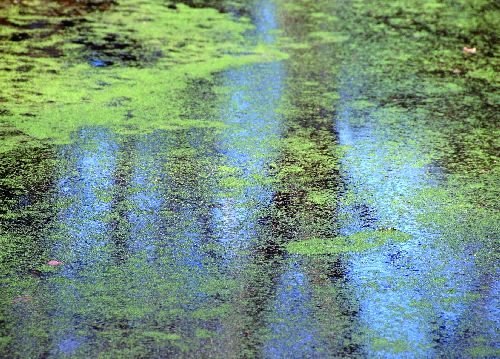 bildreich karten PK 529: bluetenstaub.