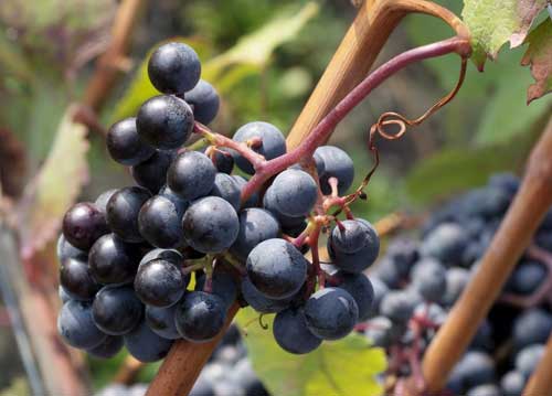 bildreich karten PK 581: uva.