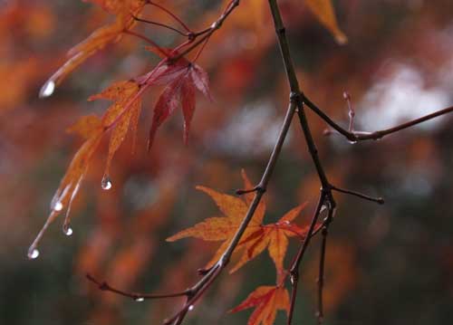 bildreich karten PK 596: kyoto I.