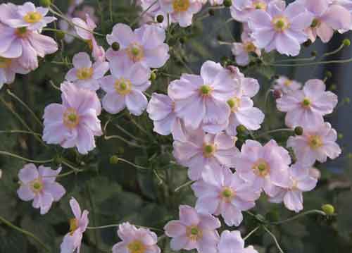 bildreich karten PK 689: herbstanemonen.