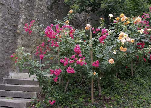 bildreich karten PK 697: zum klostergarten.