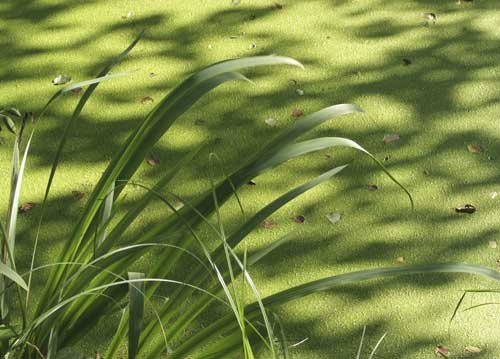 bildreich karten PK 721: wasserteppich.