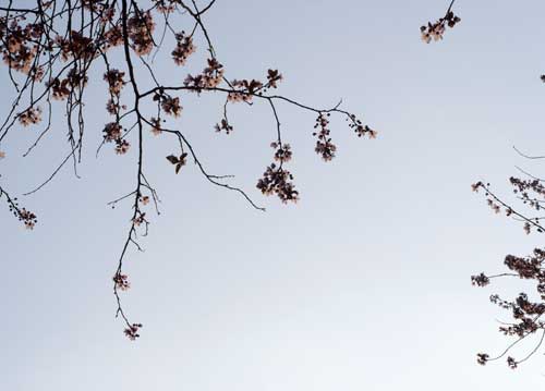 bildreich karten PK 729: bluetenmorgen.