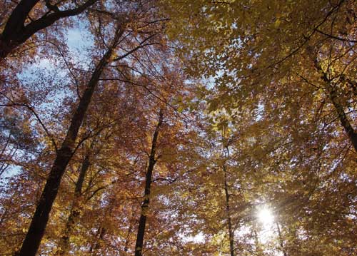 bildreich karten PK 734: herbstwaldglitzern.