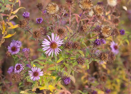 bildreich karten PK 845: im herbstabendlicht.