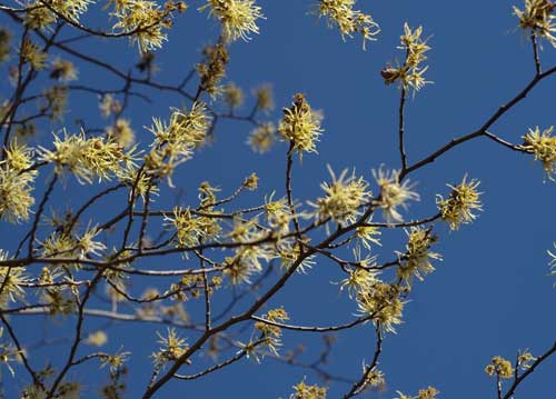 bildreich karten PK 853: hamamelis virginiana.