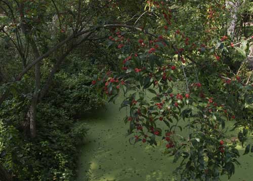 bildreich karten PK 854: beerenbogen.