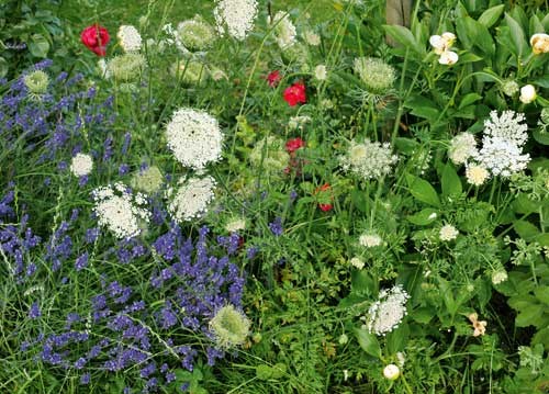 bildreich karten PK 921: gartenfreude.